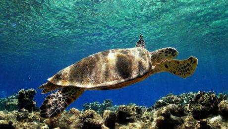 caretta sea turtles dalyan